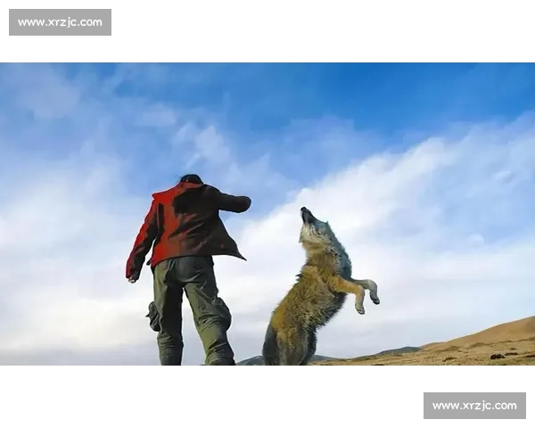 草原生死对决斑马与狼的速度智慧力量终极较量野性本能生存法则揭秘